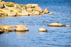 2 австралийских деревянных утки плавая около foreshore Jindabyne озера Стоковые Фотографии RF 2 австралийских деревянных утки плавая около foreshore Jindabyne озера Стоковые Фотографии RF