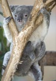 австралийский медведь младенца belly ее koala joey стоковые изображения rf австралийский медведь младенца belly ее koala joey стоковые изображения rf