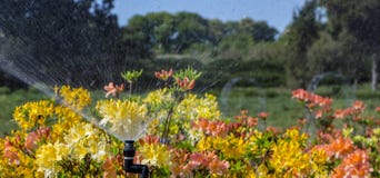 Азалия Буш рододендрона с желтыми цветками в саде на зеленом backgraund bokeh Стоковые Фото Азалия Буш рододендрона с желтыми цветками в саде на зеленом backgraund bokeh Стоковые Фото
