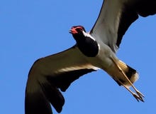Азиатская красно--wattled птица lapwing в попытке воздуха стоковые фотографии rf Азиатская красно--wattled птица lapwing в попытке воздуха стоковые фотографии rf