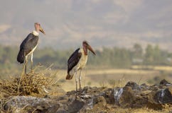 Аисты Marabou около сухого озера в Эфиопии стоковое фото Аисты Marabou около сухого озера в Эфиопии стоковое фото