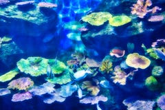Аквариум морской жизни в Бангкоке стоковое фото Аквариум морской жизни в Бангкоке стоковое фото