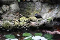 Акватическая птица на утесе около tidepool стоковое фото Акватическая птица на утесе около tidepool стоковое фото