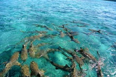 Акулы в Bora Bora, Французской Полинезии стоковая фотография rf Акулы в Bora Bora, Французской Полинезии стоковая фотография rf