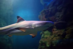 Акулы рифа Blacktip плавая в тропических водах над коралловым рифом стоковые изображения rf Акулы рифа Blacktip плавая в тропических водах над коралловым рифом стоковые изображения rf