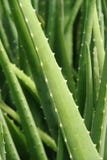 алоэ vera алоэ vera