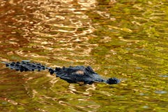 Американский аллигатор плавает на сияющую воду зеленого золота стоковая фотография Американский аллигатор плавает на сияющую воду зеленого золота стоковая фотография