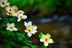 Американский распространяя Wildflower Laxus Trollius Globeflower к Mo стоковое изображение Американский распространяя Wildflower Laxus Trollius Globeflower к Mo стоковое изображение