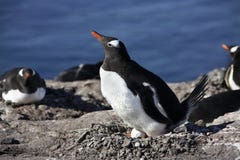 Антарктика - пингвин Gentoo Стоковое Изображение Антарктика - пингвин Gentoo Стоковое Изображение