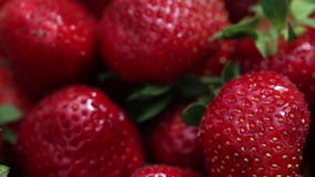 Аппетитные и красивые красные клубники свежие клубники Клубника на красной предпосылке Самая лучшая красная текстура клубники Аппетитные и красивые красные клубники свежие клубники Клубника на красной предпосылке Самая лучшая красная текстура клубники