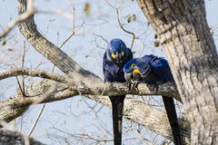 Ары одичалого гиацинта расследуя от поднимающего вверх в дереве Стоковая Фотография Ары одичалого гиацинта расследуя от поднимающего вверх в дереве Стоковая Фотография