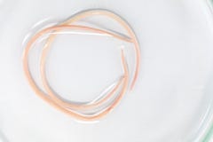 Аскаридоз заболевание причиненное паразитными lumbricoides Ascaris roundworm для образования стоковое изображение Аскаридоз заболевание причиненное паразитными lumbricoides Ascaris roundworm для образования стоковое изображение