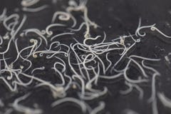 Аскаридоз заболевание причиненное паразитными lumbricoides Ascaris roundworm для образования стоковые изображения rf Аскаридоз заболевание причиненное паразитными lumbricoides Ascaris roundworm для образования стоковые изображения rf
