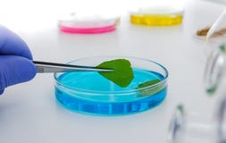 Ассистент лаборатории в лаборатории качества пищи Assay культуры клетки, который нужно испытать genetically доработал семя стоковые фото Ассистент лаборатории в лаборатории качества пищи Assay культуры клетки, который нужно испытать genetically доработал семя стоковые фото