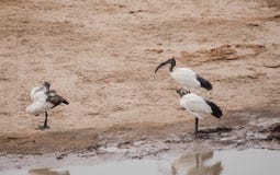 Африканец священный ibis в саванне в Зимбабве, Южной Африки стоковая фотография rf Африканец священный ibis в саванне в Зимбабве, Южной Африки стоковая фотография rf