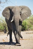 Африканские слоны, africana Loxodon, в национальном парке Chobe, Ботсвана Стоковые Изображения
