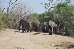 Африканские слоны, africana Loxodon, в национальном парке Chobe, Ботсвана Стоковое Изображение