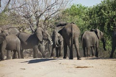 Африканские слоны, africana Loxodon, в национальном парке Chobe, Ботсвана Стоковое Фото