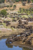 Африканский буйвол в национальном парке Kruger, Южной Африке стоковое изображение rf Африканский буйвол в национальном парке Kruger, Южной Африке стоковое изображение rf