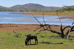 Африканский ландшафт - сухое дерево и голубое wildebeast пася перед озером стоковое фото rf Африканский ландшафт - сухое дерево и голубое wildebeast пася перед озером стоковое фото rf