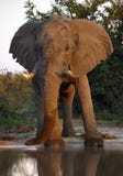 Африканский слон (africana) Loxodonta - Ботсвана Стоковые Фотографии RF