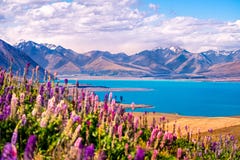 Благоустраивайте вид на озеро Tekapo, цветки и горы, Новую Зеландию Благоустраивайте вид на озеро Tekapo, цветки и горы, Новую Зеландию