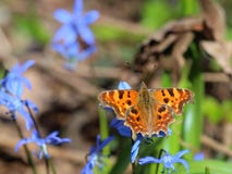 Бабочка - c-альбом Polygonia запятой подавая на цветках весны стоковые изображения Бабочка - c-альбом Polygonia запятой подавая на цветках весны стоковые изображения