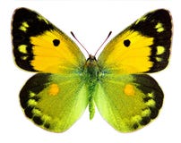Бабочка заволокли темнотой, который желтая (croceus Colias) стоковые фотографии rf Бабочка заволокли темнотой, который желтая (croceus Colias) стоковые фотографии rf