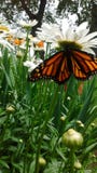 Бабочка монарха отдыхая на daisys стоковое изображение Бабочка монарха отдыхая на daisys стоковое изображение