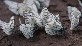 Бабочки белизна aporia черным veined crataegi Стоковые Фото Бабочки белизна aporia черным veined crataegi Стоковые Фото