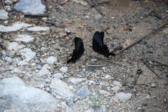 2 бабочки танцуя младенец одина другого на камнях около воды стоковые фотографии rf 2 бабочки танцуя младенец одина другого на камнях около воды стоковые фотографии rf