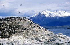 Бакланы на утесах приближают к каналу бигля и наводят острова, Ushuaia, южную Аргентину стоковая фотография rf Бакланы на утесах приближают к каналу бигля и наводят острова, Ushuaia, южную Аргентину стоковая фотография rf