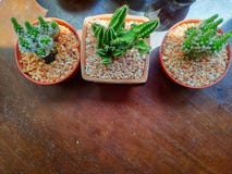 3 бака кактуса, украшенного в магазине coffe стоковая фотография 3 бака кактуса, украшенного в магазине coffe стоковая фотография