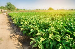Баклажаны растут в поле vegetable строки Земледелие, овощи, органические сельскохозяйственные продукты, агро-индустрия farmlands стоковая фотография rf Баклажаны растут в поле vegetable строки Земледелие, овощи, органические сельскохозяйственные продукты, агро-индустрия farmlands стоковая фотография rf
