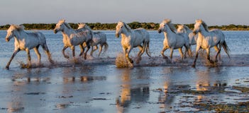 Белые лошади Camargue бегут в заповеднике болот camargue de parc регионарное Франция Провансаль стоковые фото Белые лошади Camargue бегут в заповеднике болот camargue de parc регионарное Франция Провансаль стоковые фото