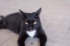 Бездомный кот бродяжничает вокруг улицы Она также беременная и голодать Стоковые Изображения Бездомный кот бродяжничает вокруг улицы Она также беременная и голодать Стоковые Изображения