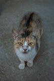 Бездомный албанский кот стоковое фото Бездомный албанский кот стоковое фото