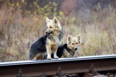 2 бездомных собаки около железнодорожного пути Собаки ждут их owner_ стоковые фото 2 бездомных собаки около железнодорожного пути Собаки ждут их owner_ стоковые фото