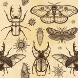 Безшовная картина цвета: комплект насекомых, бабочек, черепашок, личинок Предпосылка - имитация старой бумаги иллюстрация штока Безшовная картина цвета: комплект насекомых, бабочек, черепашок, личинок Предпосылка - имитация старой бумаги иллюстрация штока