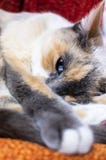 Белая и серая женщина кота с глазом сине-неба стоковые изображения Белая и серая женщина кота с глазом сине-неба стоковые изображения