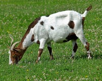 Белая коза с коричневыми точками на луге стоковое изображение Белая коза с коричневыми точками на луге стоковое изображение