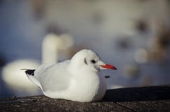 Белая птица с красным клювом и черным кабелем сидя на утесе на солнечный день стоковые изображения Белая птица с красным клювом и черным кабелем сидя на утесе на солнечный день стоковые изображения