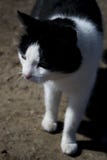 белизна черного кота стоковая фотография белизна черного кота стоковая фотография