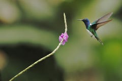 Бело-necked Jacobin, mellivora Florisuga завиша рядом с фиолетовым цветком в саде, птице от леса горы тропического, Коста-Рика стоковое изображение rf Бело-necked Jacobin, mellivora Florisuga завиша рядом с фиолетовым цветком в саде, птице от леса горы тропического, Коста-Рика стоковое изображение rf