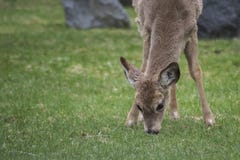 Бело-замкнутые олени & x28; Вирджиния Deer& x29; стоковое изображение Бело-замкнутые олени & x28; Вирджиния Deer& x29; стоковое изображение