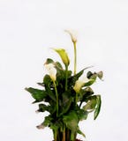 Белые lillies calla, изолированные на белизне, стиль акварели иллюстрация штока Белые lillies calla, изолированные на белизне, стиль акварели иллюстрация штока