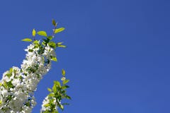 Белые зацветая яблони стоковое фото Белые зацветая яблони стоковое фото