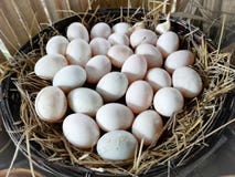 Белые яйца утки совмещены в деревянной корзине с соломой Размещенный в традиционной тайской кухне, мягкий фокус стоковые изображения Белые яйца утки совмещены в деревянной корзине с соломой Размещенный в традиционной тайской кухне, мягкий фокус стоковые изображения