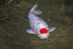 Белый карп Koi с круговым красным пятном на голове стоковая фотография rf Белый карп Koi с круговым красным пятном на голове стоковая фотография rf