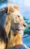 Белый лев Заботливый взгляд в расстояние Животный хищник в одичалом Белый лев Заботливый взгляд в расстояние Животный хищник в одичалом